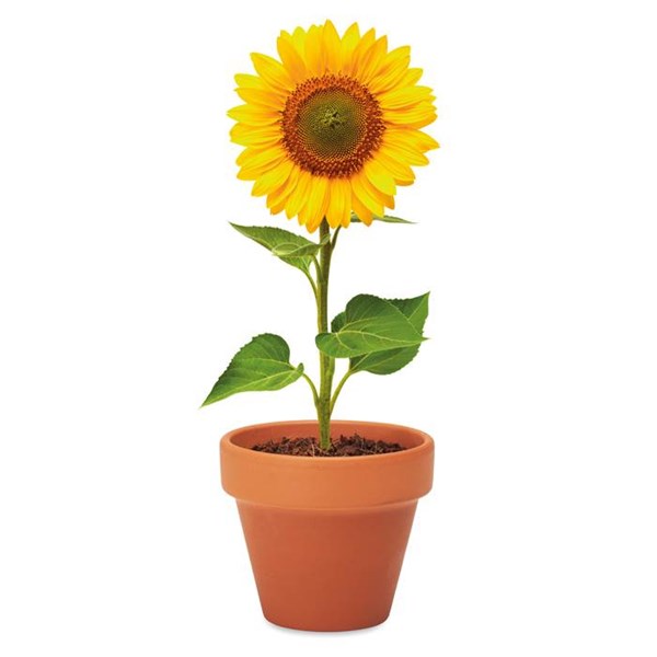 Obrázky: Terakotový květináč se semeny slunečnice, Obrázek 6