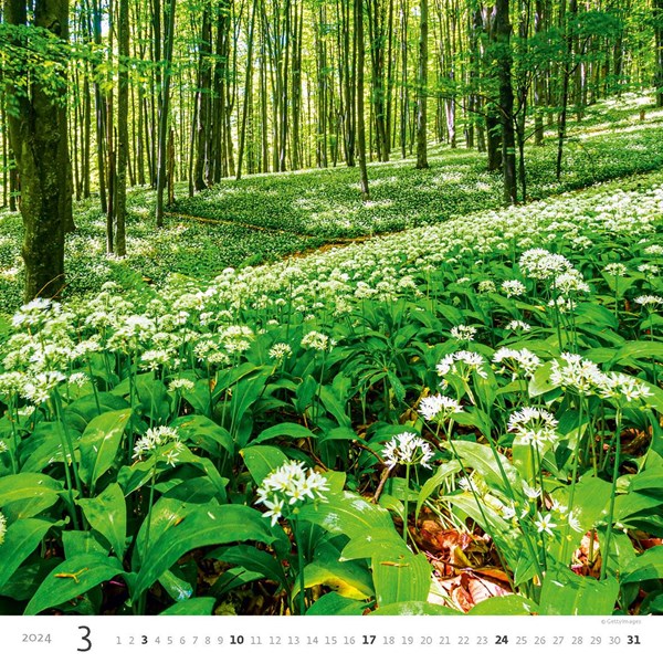 Obrázky: FOREST, nástěnný kalendář 300x300 mm, spirála, Obrázek 4