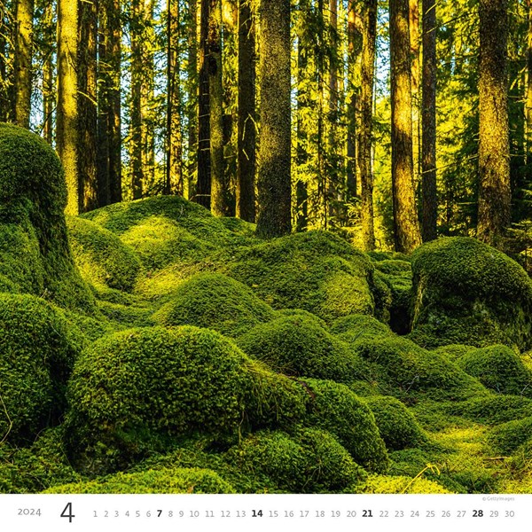 Obrázky: FOREST, nástěnný kalendář 300x300 mm, spirála, Obrázek 5