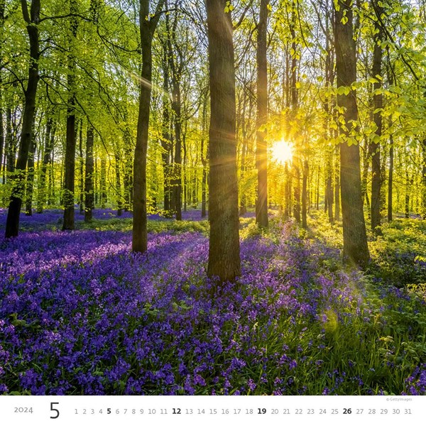 Obrázky: FOREST, nástěnný kalendář 300x300 mm, spirála, Obrázek 6