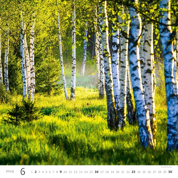 Obrázky: FOREST, nástěnný kalendář 300x300 mm, spirála, Obrázek 7