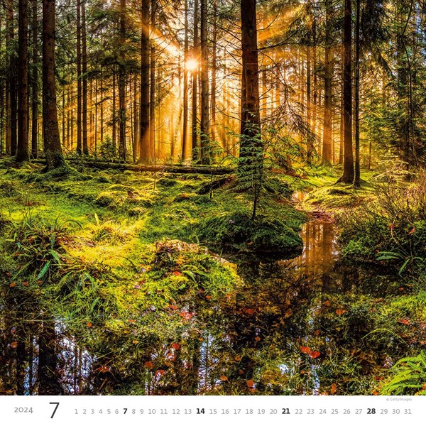 Obrázky: FOREST, nástěnný kalendář 300x300 mm, spirála, Obrázek 8