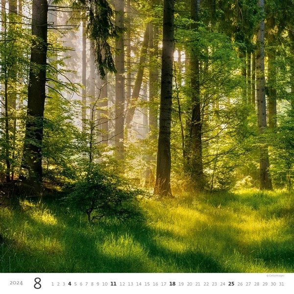 Obrázky: FOREST, nástěnný kalendář 300x300 mm, spirála, Obrázek 9