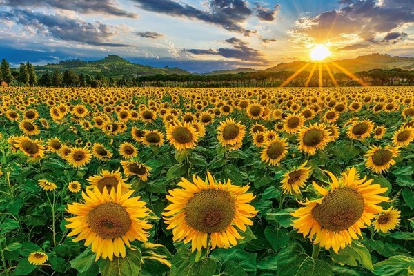 Obrázky: NATURE, nástěnný kalendář 560x420 mm, Obrázek 10
