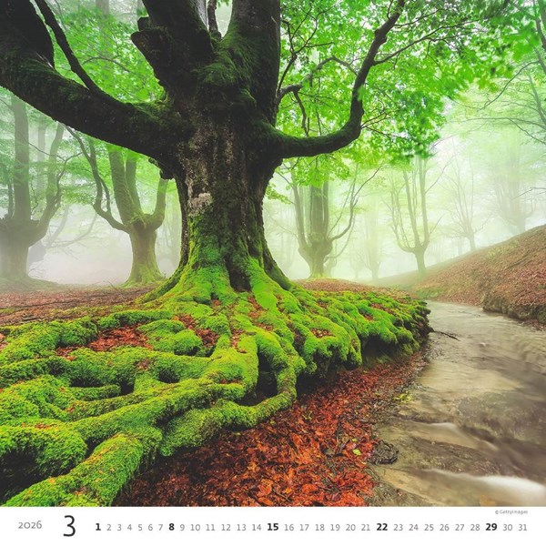 Obrázky: FOREST, nástěnný kalendář 300x300 mm, Obrázek 4