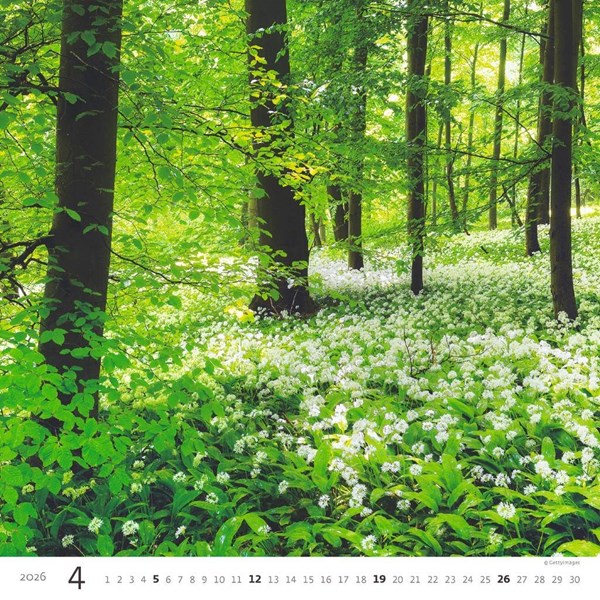 Obrázky: FOREST, nástěnný kalendář 300x300 mm, Obrázek 5