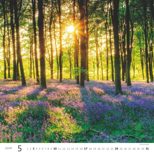 Obrázky: FOREST, nástěnný kalendář 300x300 mm, Obrázek 6