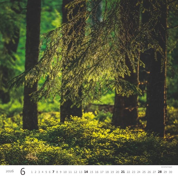 Obrázky: FOREST, nástěnný kalendář 300x300 mm, Obrázek 7