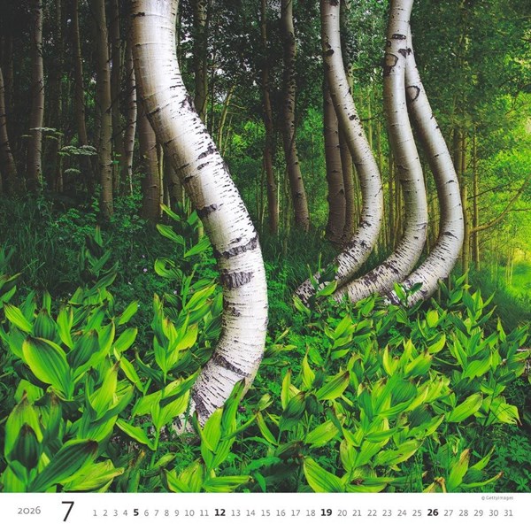 Obrázky: FOREST, nástěnný kalendář 300x300 mm, Obrázek 8