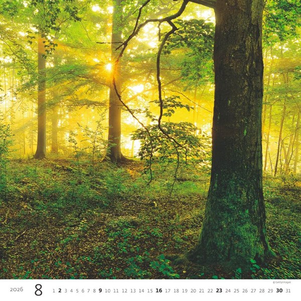 Obrázky: FOREST, nástěnný kalendář 300x300 mm, Obrázek 9