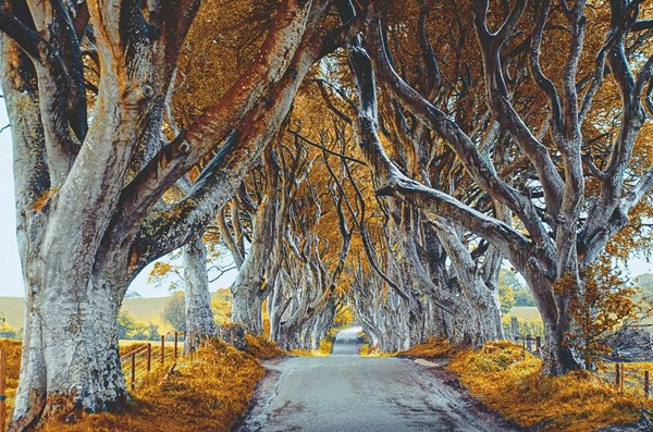 Obrázky: ALEJE, nástěnný kalendář 485x340 mm, Obrázek 5