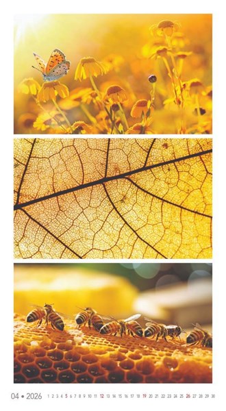 Obrázky: COLOURS, nástěnný kalendář 330x600 mm, Obrázek 8